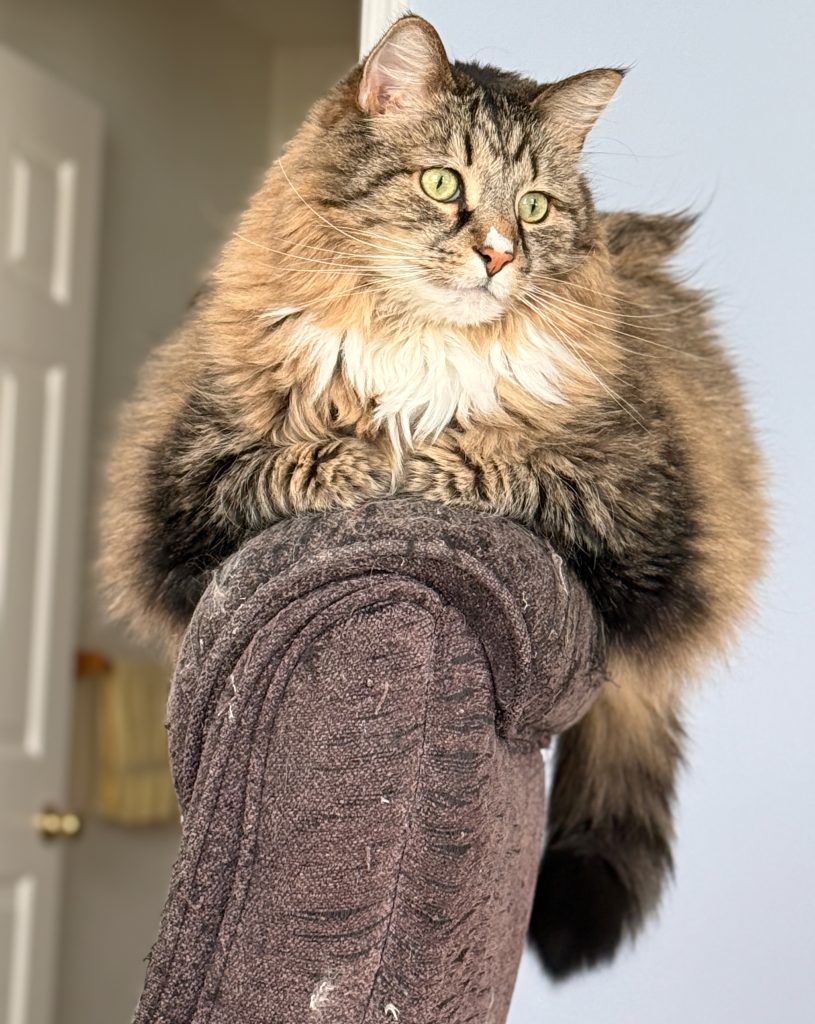 A large brown and white tabby cat sits perched on the back of an office chair.
